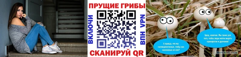 Псилоцибиновые грибы Cubensis  сайты даркнета формула  Омск 